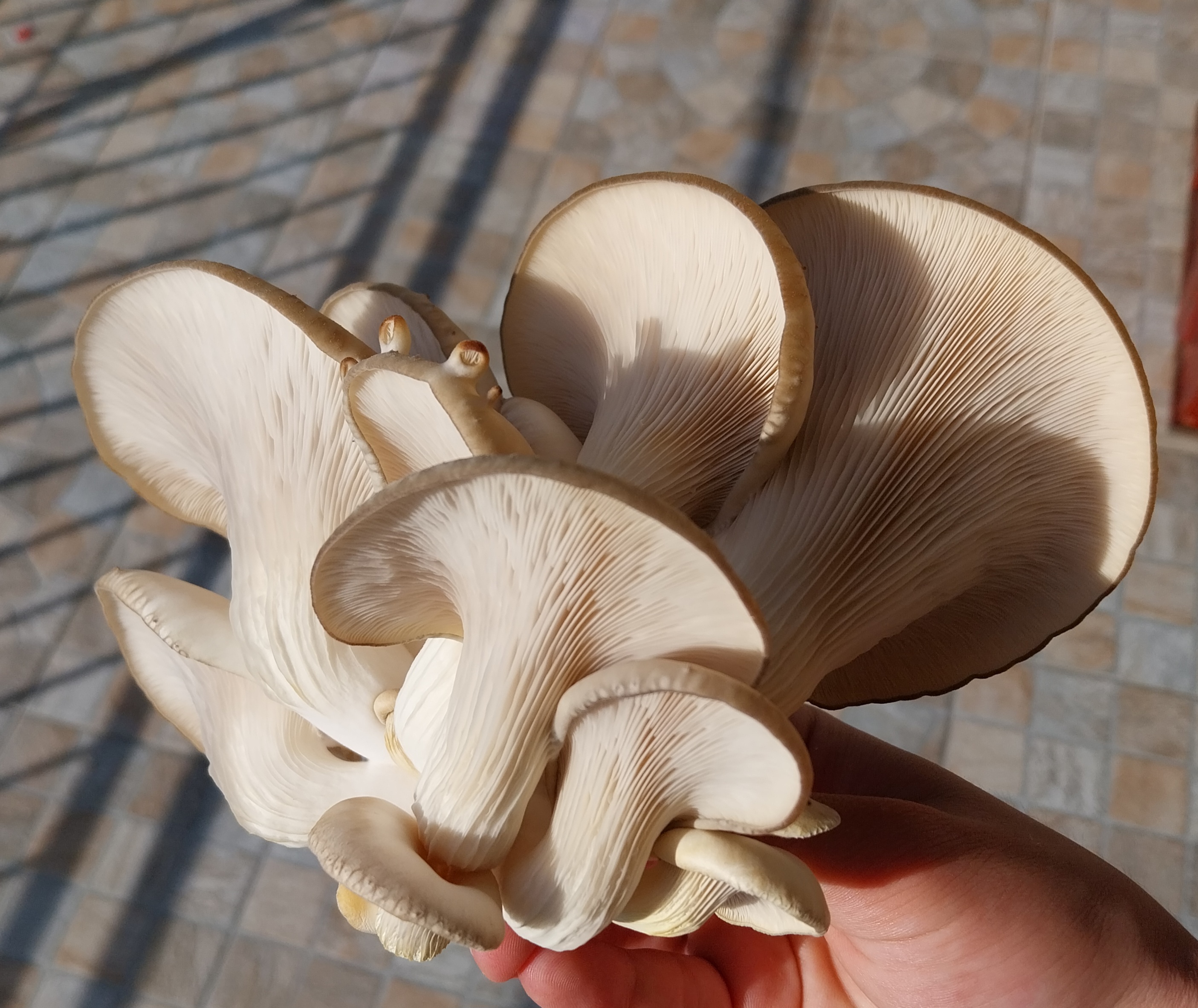 Bonus slika bukovače 1