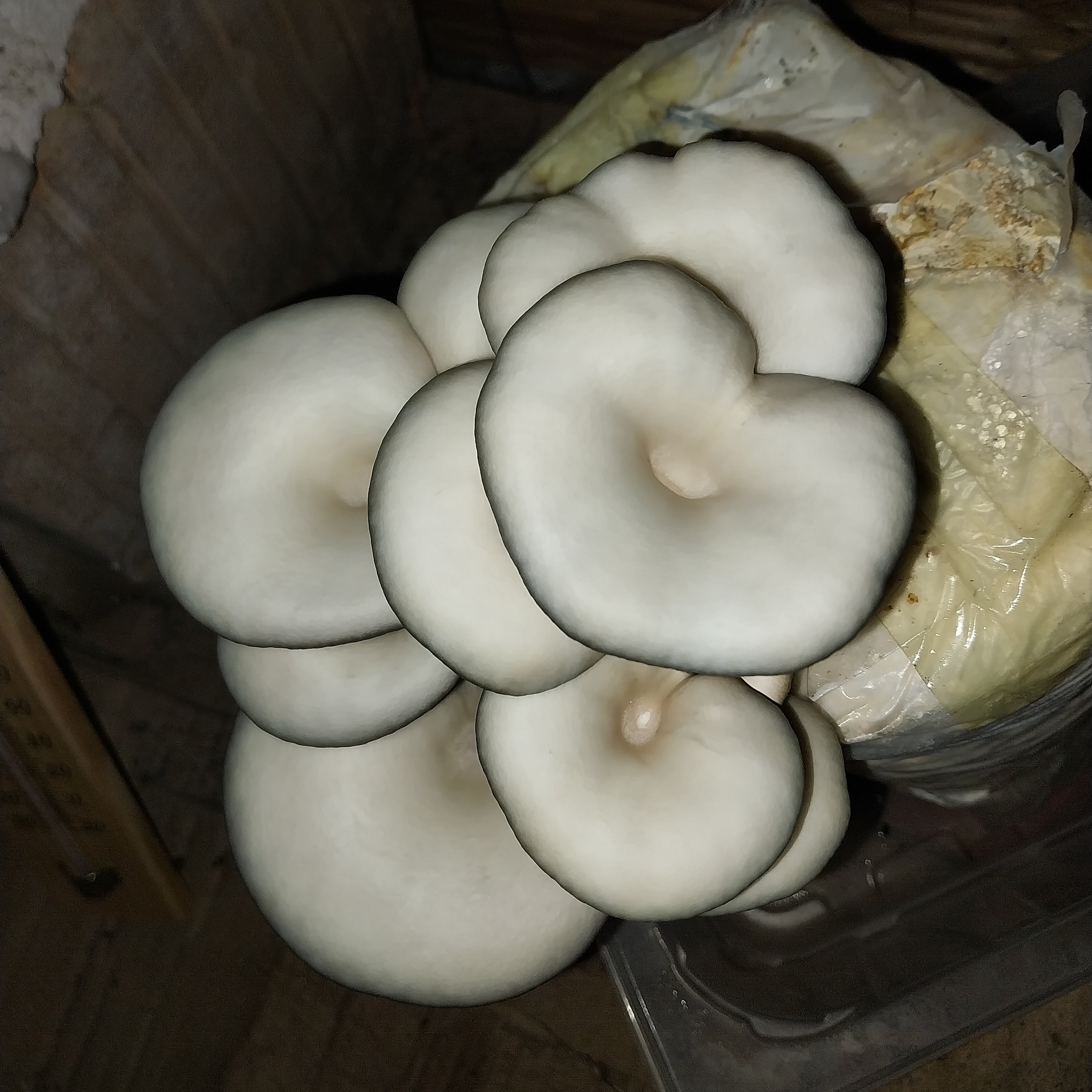 Bonus slika bukovače 2