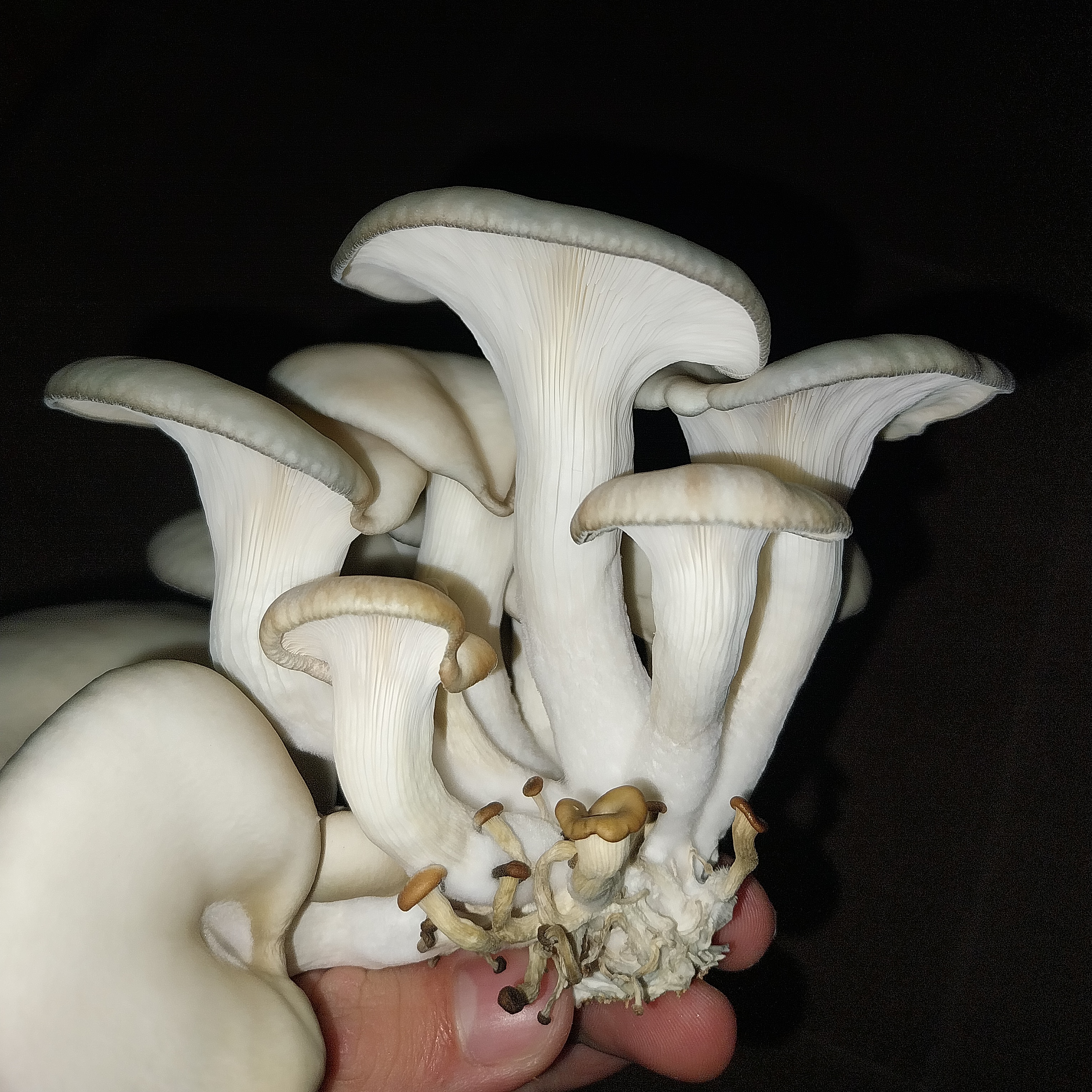 Bonus slika bukovače 3